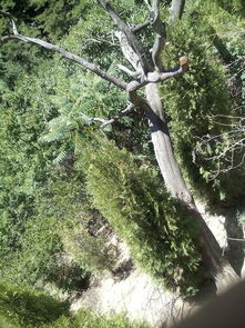 这是不是崖柏啊,怎么能鉴定