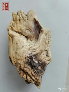 林彩娟 崖柏精品毛料的判定标准是什么