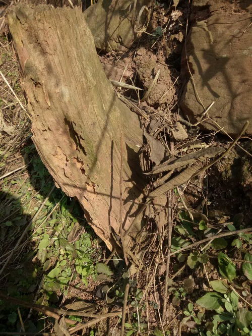 鉴赏 请问这是不是崖柏