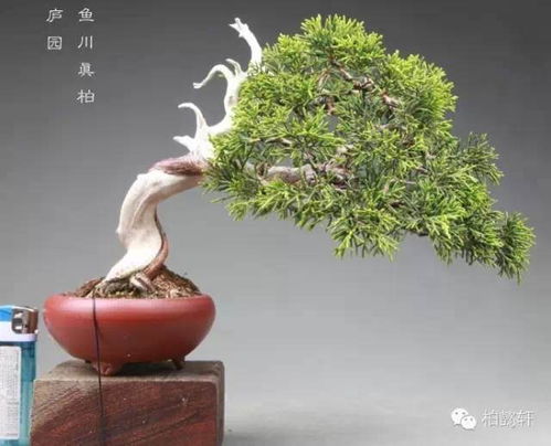 崖柏盆景艺术 玩崖柏的最高境界