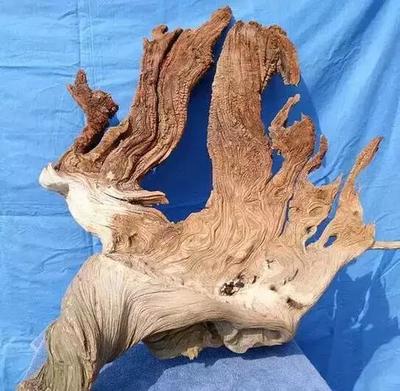 从五方面教你辨别真假崖柏!-