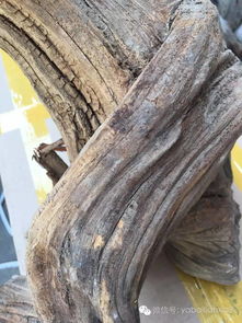 如何从崖柏毛料的表皮,来鉴别料质的好坏