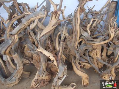 崖柏生料老料和陈化料