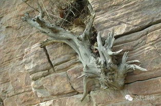 哪个地区的崖柏仙气最浓 想淘精品一定要去这地方