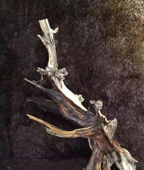 崖柏以造型向我们诠释励志的精神 附打磨过程