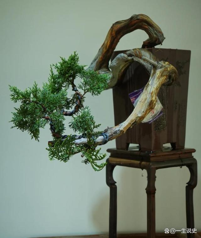 用"命"换来的"崖柏",曾经贵比黄金,如今却无人问津卖不出去