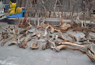 千年崖柏一夜变黄金 一朝滥采满山空