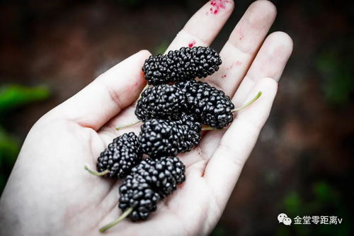 你好,金堂转龙丝厂