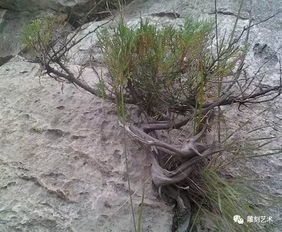 崖柏雷击木的秘密 凤凰涅槃,回归自然