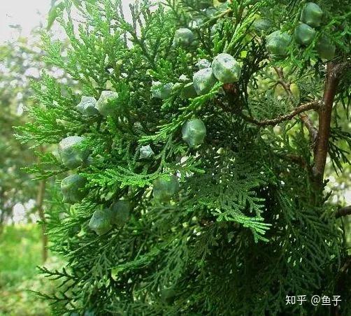 真柏 龙柏 圆柏 侧柏 崖柏 扁柏的区别辨识