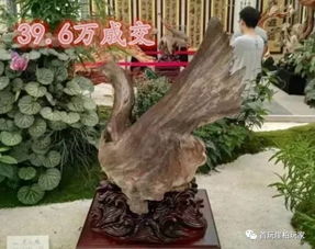 崖柏骨料一次次刷新交易记录