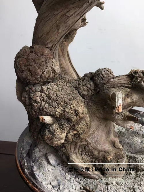 太行崖柏最神秘的陈化瘤之樱子瘤原料的分类与区别