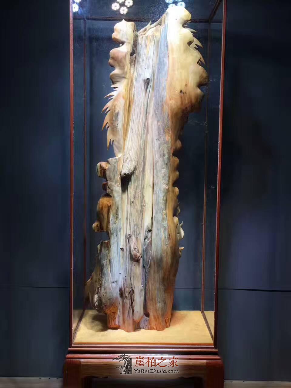 崖柏大型根雕《御龙达摩》霸气镇宅辟邪风水摆件