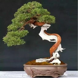 怎样制作崖柏盆景