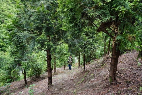 曾被国际机构宣布灭绝的崖柏 如今在重庆怎样了