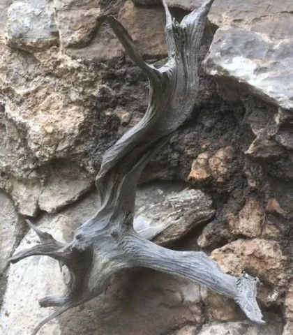 山上悬崖发现一颗崖柏,准能卖个好价钱,但是崖柏虽好,不能挖