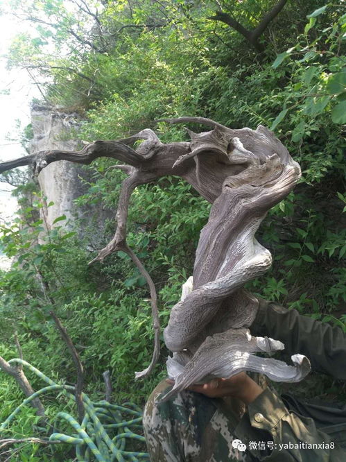 如果你手里有这几种崖柏,不想发财都难