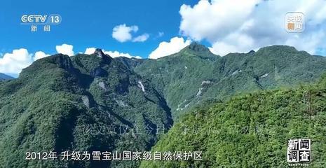 植物界的希望:崖柏的重生与繁衍