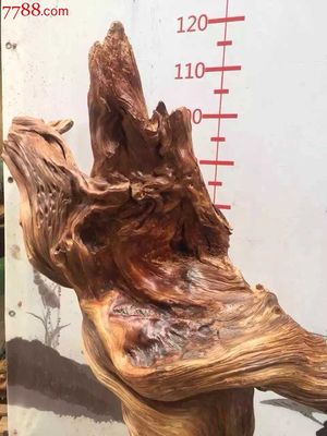 寿比南山崖柏陈化黑油