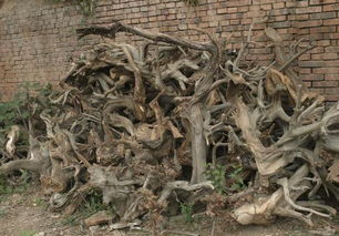 品鉴崖柏的10大标准