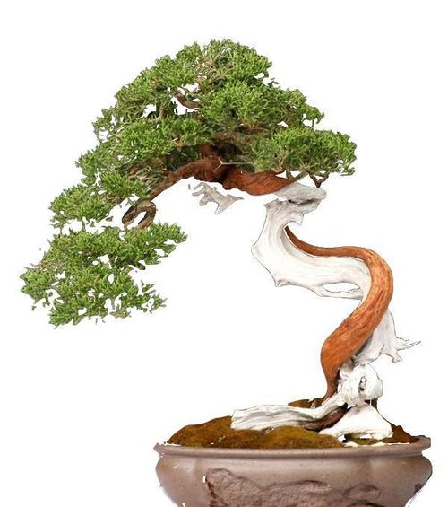 崖柏移栽活不了 那是你没掌握技巧,只要这3点做好,成活率超高