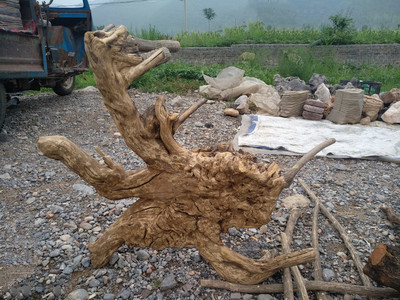 崖柏 春风化雨中的生命礼赞