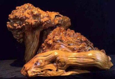 崖柏满瘤疤动物随型料珍藏版——东方雄狮