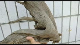 精品太行崖柏笔筒 自然与工艺的完美融合