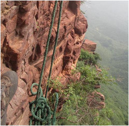 崖柏惨剧一幕一幕，只因抵不住高价诱惑