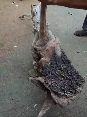 崖柏五灵脂 自然馈赠与视觉挑战