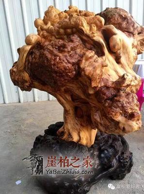 万年崖柏 陈化榴爆满纹，六位数的自然瑰宝