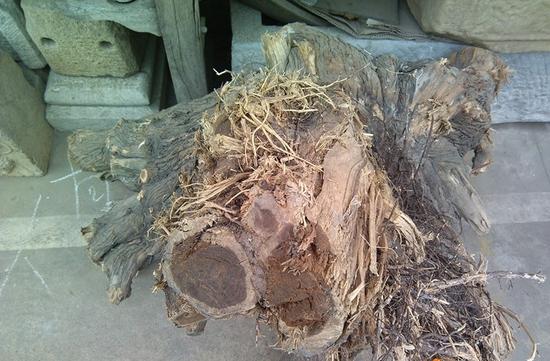 崖柏劫 千年风骨一朝毁，无辜土柏共蒙尘