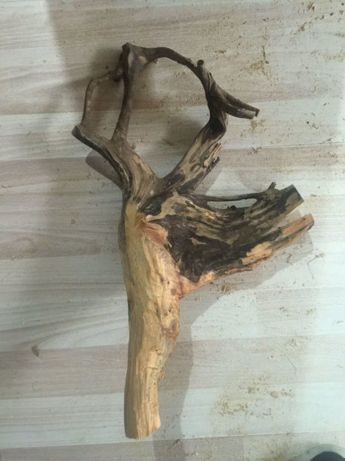 崖柏树根的艺术重生 从废弃到珍藏的处理之道