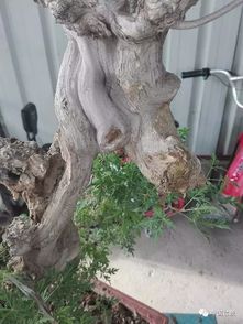 崖柏何必险中求，身边何尝无风景