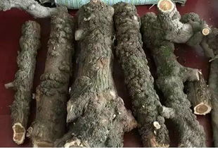 揭秘千年崖柏料 它的真面目到底是什么？