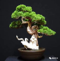崖柏新玩法儿 千年之后，我欲重生