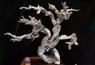 是什么让精品崖柏一木难求