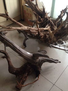 安阳有收崖柏的吗