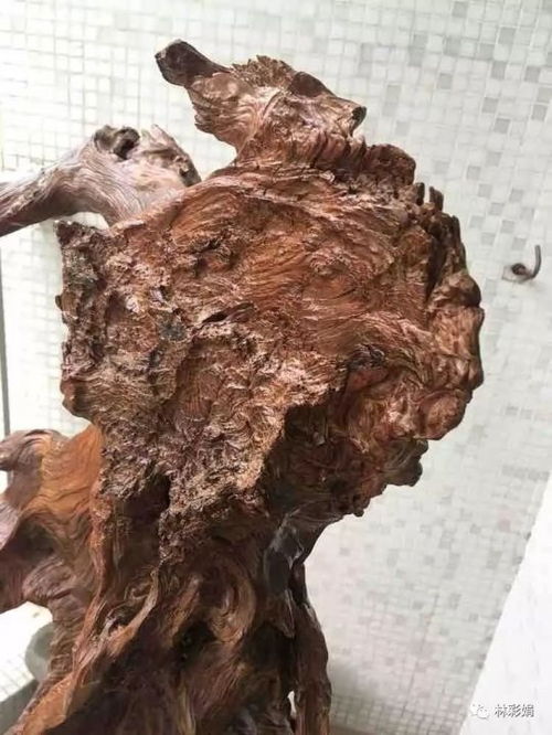 崖柏的神奇传说与老茬头的形成