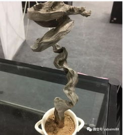 崖柏欣赏 千万精品之韵