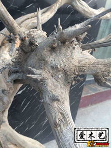 崖柏毛料 双龙腾云的珍贵艺术