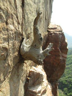 细说崖柏的品质与真假鉴别,看完你就懂