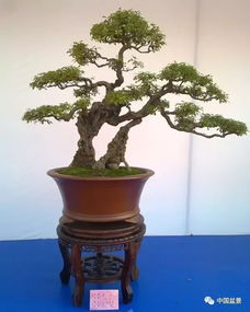 黄荆与崖柏 盆景艺术的制作与养护双璧