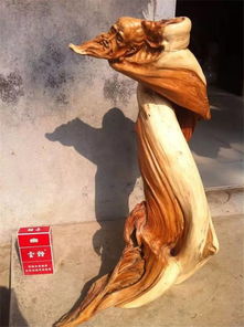 100种精品太行崖柏，震撼你的眼球